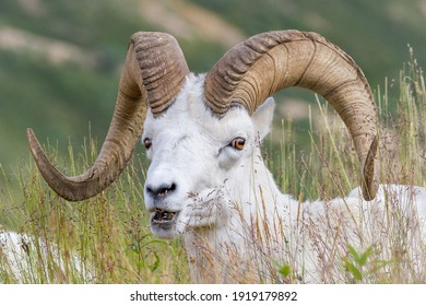 Dall Sheep can be spotted rom great distances during the summer due to their white fur. They give the appearance of small white dots from far away awarding them the name of dot sheep.  - Powered by Shutterstock