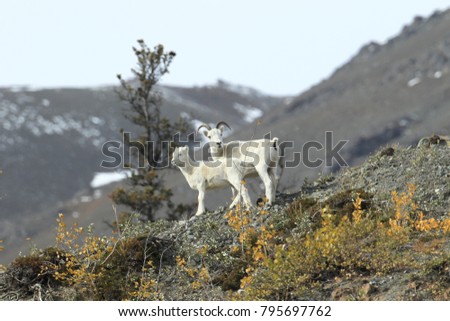 Similar – Sheep on the mountain pasture