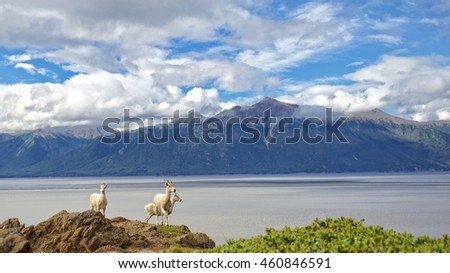 Dall Sheep overlook Tunragain Arm near Anchorage Alaska.