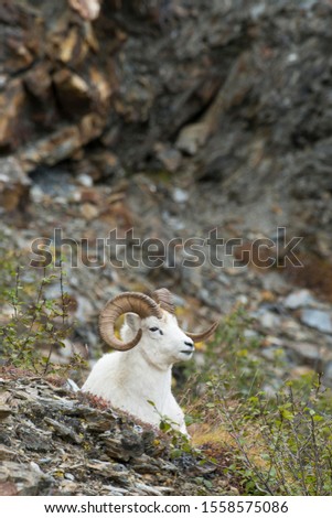 Dall Sheep (Ovis dalli), Denali National Park, Alaska, United States