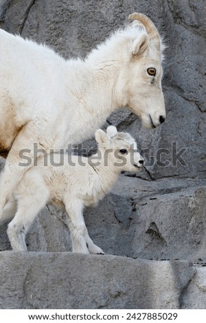 Dall sheep (ovis dalli) mother and two-day-old lamb in captivity, denver zoo, denver, colorado, united states of america, north america