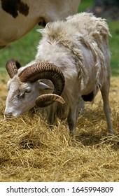 Dall Sheep, Ovis Dalli, Ram Eating  