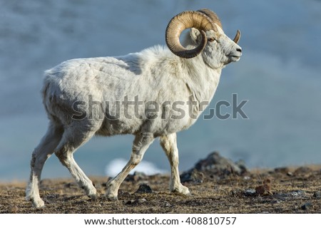 Dall Sheep (Ovis dalli) rams runs on the rocky slopes through the mountains in Kluane National Park in the Yukon in Canada