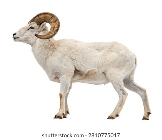 Dall Sheep Pure White Wool Curled Horns Majesti Isolated On White Background