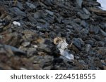 Dall sheep ram in the rocks
