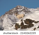 Dall Sheep Ram in a winter mountain landscape with the peas of the Chugach Mountains outside of Anchorage, Alaska behind the ram.