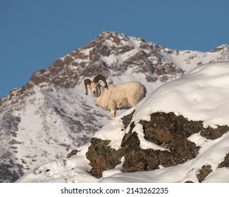 Dall Sheep Ram in a winter mountain landscape with the peas of the Chugach Mountains outside of Anchorage, Alaska behind the ram.