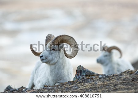 Dall Sheep rams (Ovis dalli) lie on the rocky slopes in the mountains in Kluane National Park in the Yukon in Canada
