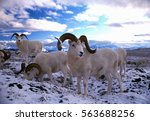 Dall sheep rams in snow, (Ovis dalli), Alaska, Denali National Park