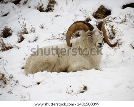 Dall sheep resting on a snow-covered mountain slope