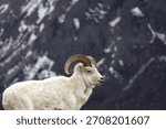 Dall Sheep seen while driving on side of road on Glenn Highway