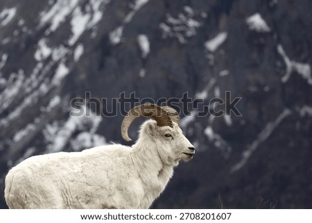 Dall Sheep seen while driving on side of road on Glenn Highway