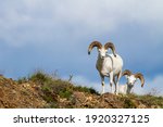 Dall Sheep spend their time at the highest tops of mountains. This area gives them a vantage point to seen potential predators and allows them to escape to higher places only sheep can reach safely. 