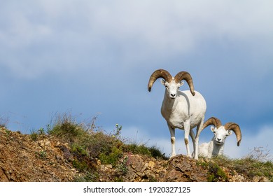 400 Sheep escaping Images, Stock Photos & Vectors | Shutterstock