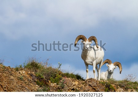 Dall Sheep spend their time at the highest tops of mountains. This area gives them a vantage point to seen potential predators and allows them to escape to higher places only sheep can reach safely. 