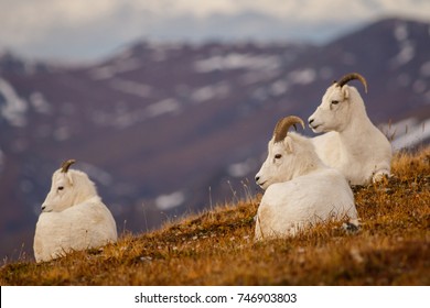 Dall Sheeps In Denali NP, Alaska, US