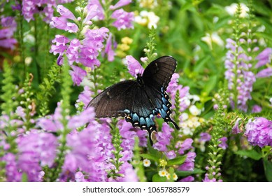 Butterfly In Garden Images Stock Photos Vectors Shutterstock
