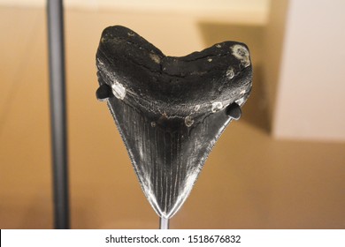 Dallas, Texas/USA-September 28 2019: Fossilized Shark Tooth From Perot Museum Of Nature And Science