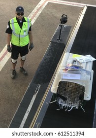 DALLAS, USA - MAR 30, 2017: DFW International Airport Loading Zone Of American Airlines Employees Landing A Dog Into Aircraft.