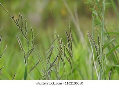 Dallisgrass Paspalum Dilatatum Dallas Grass Sticky Stock Photo ...