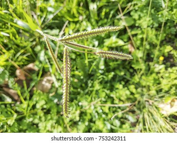 Dallisgrass or sticky heads, Paspalum dilatatum, growing on meadows of Galicia, Spain
