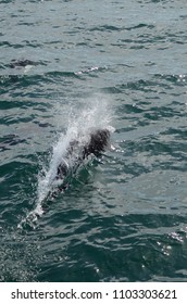 Dall's Porpoise In Puget Sound