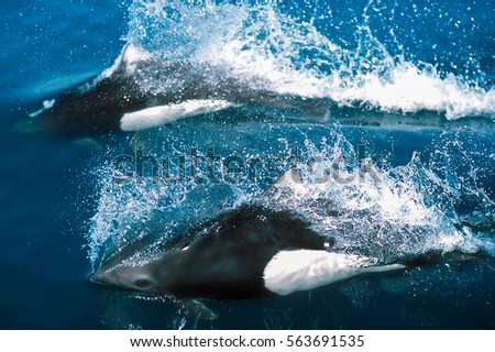 Dall's porpoises surfacing, Alaska, Seward, Kenai Fjords National Park