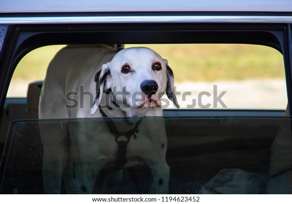 Dalmanation dog looking\
out of window of\
car