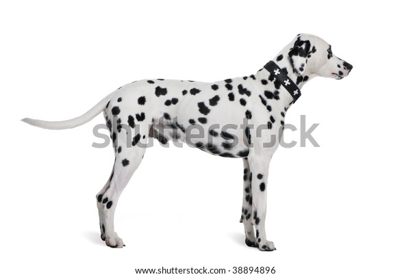 Dalmatian 2 Years Old Standing Front Stock Photo 38894896 | Shutterstock