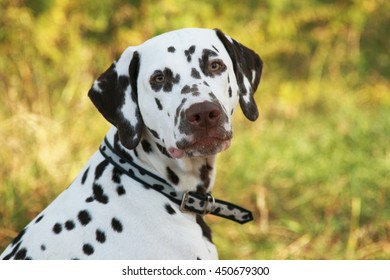 60 Brindle dalmatian Images, Stock Photos & Vectors | Shutterstock