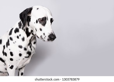 Dalmatian Admitted His Guilt Lowered His Head. Dog Portrait Isolated On White Background