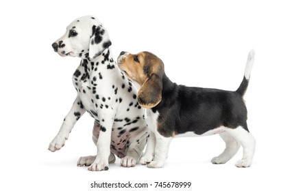 Dalmatian And Beagle Puppies Playing, Isolated On White