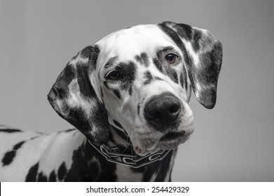 727,817 Dog Black And White Images, Stock Photos & Vectors | Shutterstock