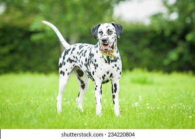 Dalmatian Dog Stock Photo 234220804 | Shutterstock