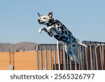 Dalmatian dog about to land in the pool after jumping off a dock at an event