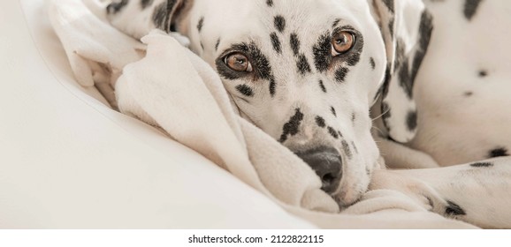 how many hours a day do dalmatians sleep