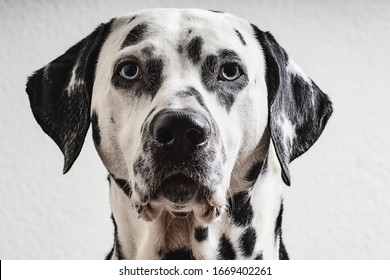 Dalmatian Dog Black White Blue 