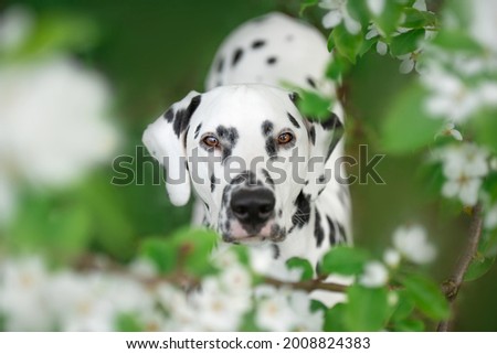 Dalmatian dog closeup portrait in green leaves and flowers 
