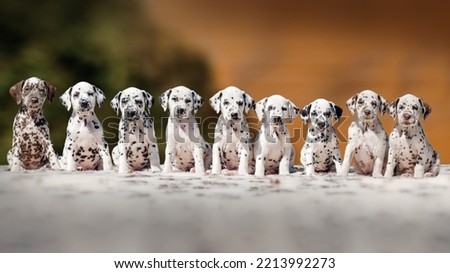 dalmatian dog cute pet portrait