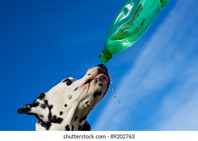 Dalmatian dog drinking water from a bottle