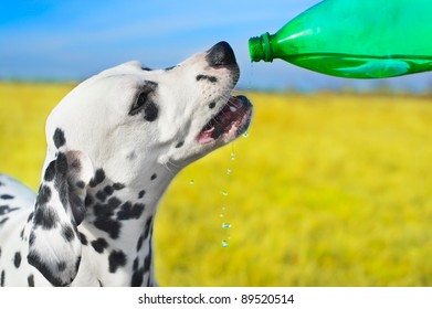 Dalmatian dog drinking water from a bottle