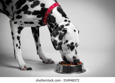 Dalmatian Dog Eating Dry Food From A Bowl