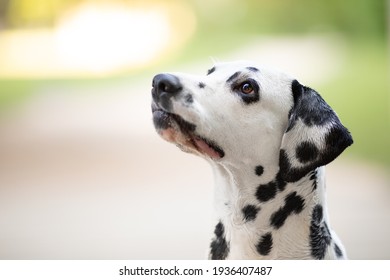 Dalmatian dog in front of light green bokeh 