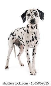 Young Female Dalmatian Front White Background Stock Photo 368429396 ...