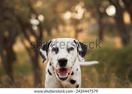A Dalmatian dog gazes attentively in a peaceful olive grove, its spotted coat contrasting with the earthy tones of the scenery