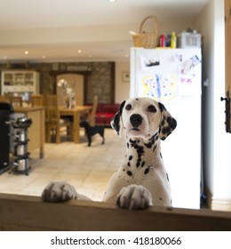 Dalmatian Dog Jumping Up At A Door Gate. There Is Another Dalmatian Sitting On The Dining Table In The Background A Small Dog Standing On The Floor.