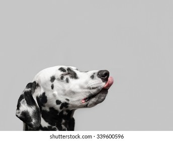 Dalmatian Dog Licks His Lips With His Eyes Closed In Pleasure Dreamy Eyes And Thinks About Food And Goodies. With His Tongue Hanging Out In A Portrait In Profile Close-up.