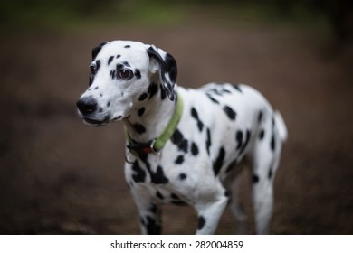 Dalmatian dog. Made by famous lens Helios 40. 