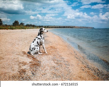 Dalmatian Dog On The Beach