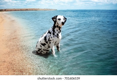 Dalmatian Dog On The Beach